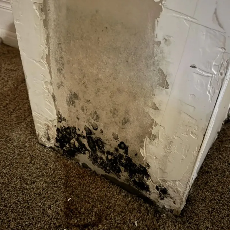 Professional Mold Removal in Jacksonville, OR